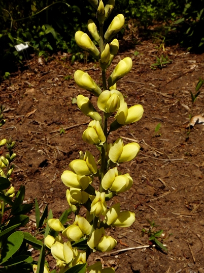 {Baptisia sphaerocarpa}